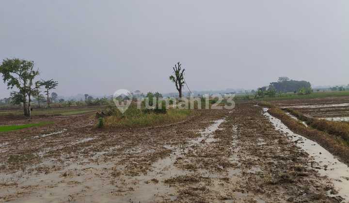 DIJUAL CEPAT BU Sawah Luas 4.077 m SHM di Majalengka Jawa Barat DIJUAL CEPAT BU Sawah Luas 4.077 m SHM di Majalengka Jawa Barat