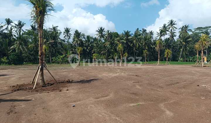 For Sale: 42 Are of Land, Located in Pejeng Tampak Siring Ubud, Gianyar 2