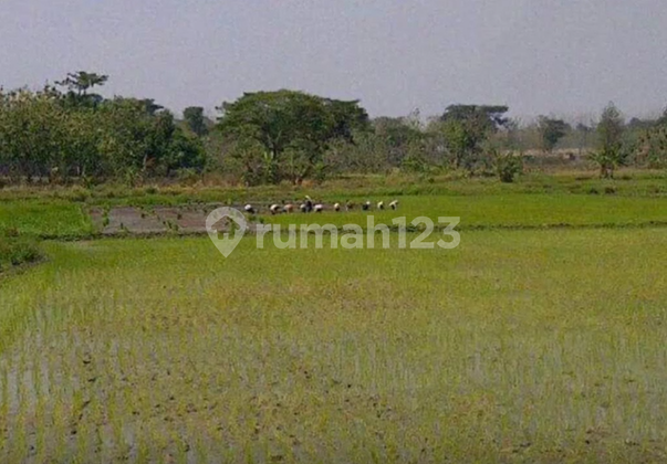 Lahan 6 Ha Pinggir Jalan Desa Jombang Jawa Timur