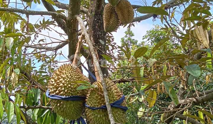 Muryolobo Jepara Garden Land Muryolobo Jepara Garden Land
