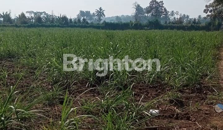 Tanah Murah di malang Cocok untuk pertanian Tanah Murah di malang Cocok untuk pertanian