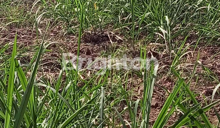 Tanah Produktif Luas 4.521 M2 Nol Jalan Kab.malang