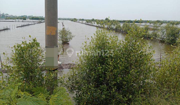 Tanah Sawah Kawasan Industri Jl Raya Kaliwungu Kendal  1
