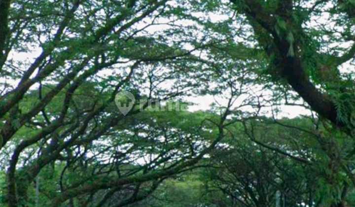 Extra Land Next to Sutera Cemara