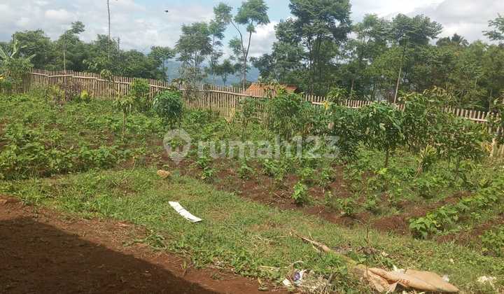 Jual Tanah Kebun Panen Melimpah Akses Mobil Pinggir Jalan Jual Tanah Kebun Panen Melimpah Akses Mobil Pinggir Jalan