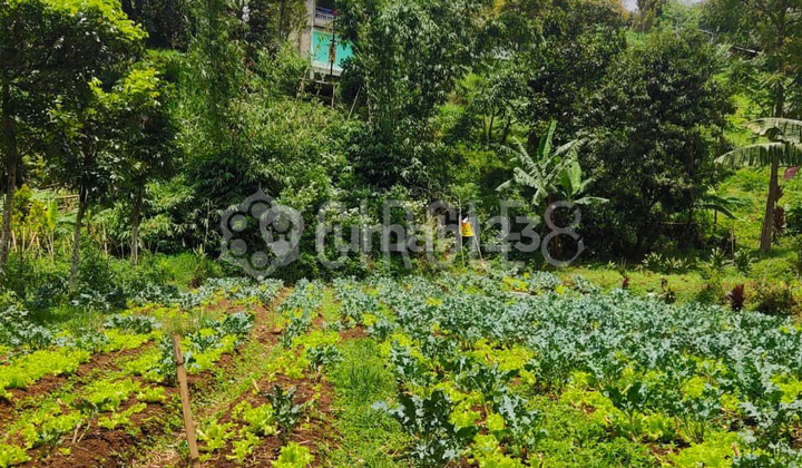 Dijual Tanah Seluas 700 m2 di Lembang, Bandung Dijual Tanah Seluas 700 m2 di Lembang, Bandung