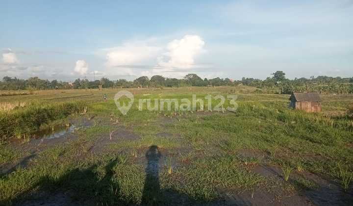 Tanah Sejuk Selakarang Ubud