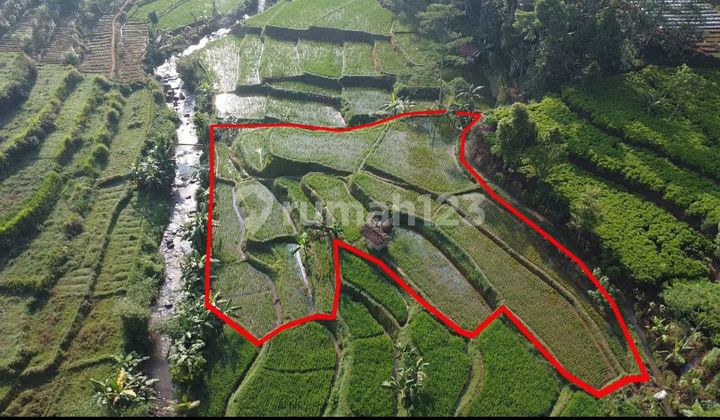 Dijual Murah Tanah Sawah Pinggir Sungai di Darangdan Purwakarrta Dijual Murah Tanah Sawah Pinggir Sungai di Darangdan Purwakarrta