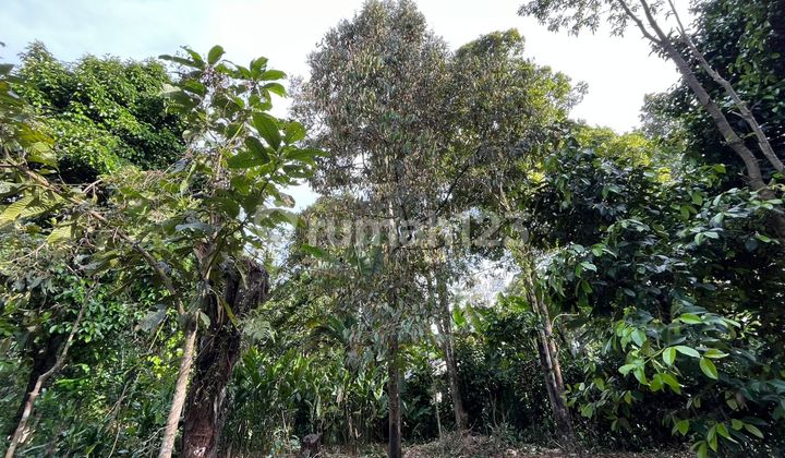 Dijual Tanah Kebun Manggis Durian Akses Mobil di Bojong Purwakarta