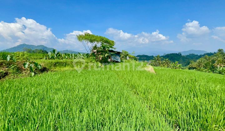 Dijual Tanah Sawah Produktif Dekat Gerbang Tol Cimalaka Sumedang 2