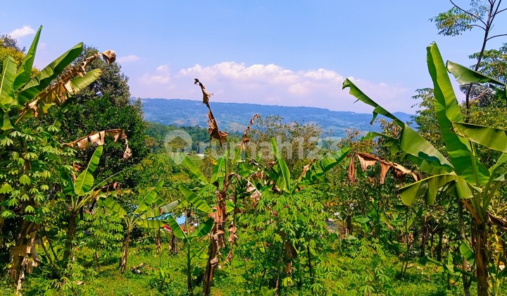 Dijual Tanah Kebun Manggis dan Durian di Dekat Wisata Wanayasa Purwakarta