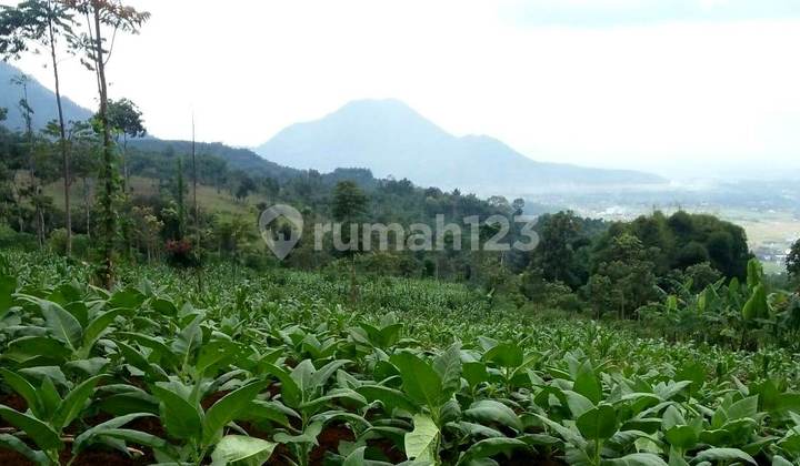 Dijual Murah Tanah di Dataran Tinggi Udara Sejuk Kadungora Garut Dijual Murah Tanah di Dataran Tinggi Udara Sejuk Kadungora Garut