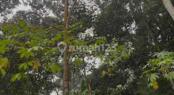 Dijual Rumah Villa + Kebun Durian + Sawah + Kolam Ikan di Purwakarta 2