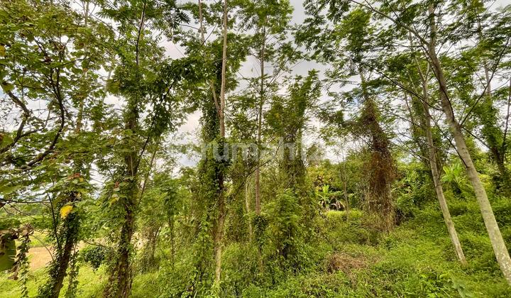 Jual Tanah Bisa Bikin Akses Mobil Sampai Lokasi Cocok Peternakan Perkebunan Purwakarta Jual Tanah Bisa Bikin Akses Mobil Sampai Lokasi Cocok Peternakan Perkebunan Purwakarta