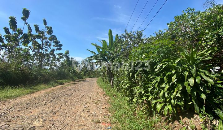 Dijual Murah Tanah Kebun Durian Pinggir Jalan Bojong Purwakarta Dijual Murah Tanah Kebun Durian Pinggir Jalan Bojong Purwakarta