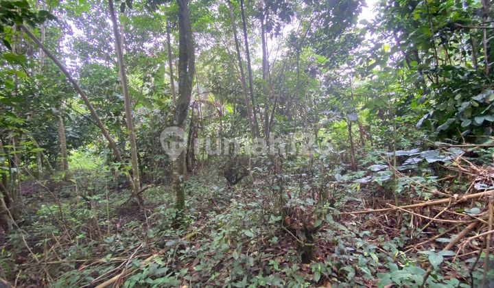 Tanah Kebun Akses Mobil di Perkampungan Bojong Purwakarta