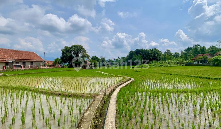 Dijual Murah Tanah Sawah Pinggir Jalan di Tanjungkerta Sumedang Dijual Murah Tanah Sawah Pinggir Jalan di Tanjungkerta Sumedang