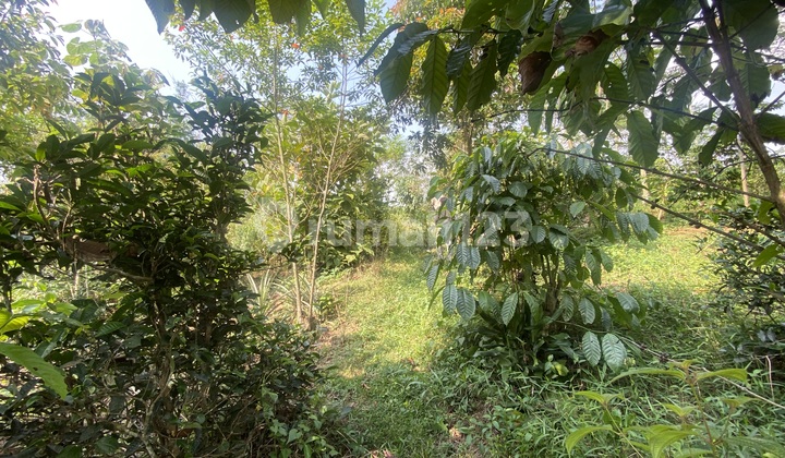 Jual Tanah Kebun bisa Bikin Akses Mobil di Darangdan Purwakarta