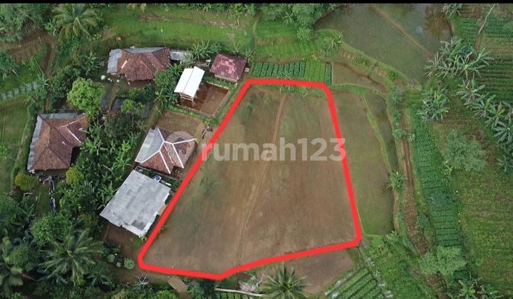 Dijual Murah Tanah Sawah di Pedesaan Udara Dingin Bojong Purwakarta