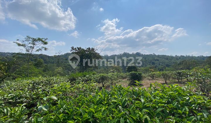Dijual Murah Tanah Kebun Teh Manggis 1,5 ha di Bojong Purwakarta