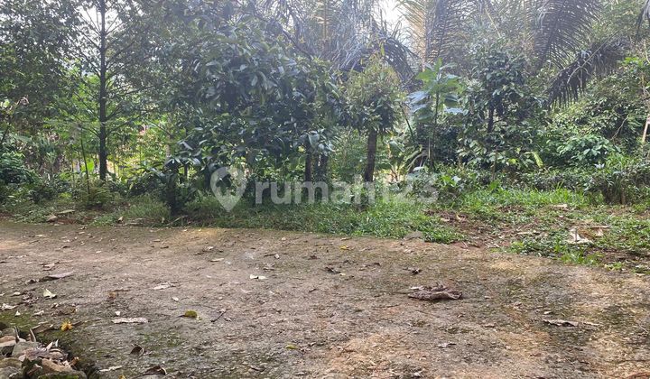 Jual Tanah Kebun Pinggir Jalan Desa Daerah Sejuk Bojong Purwakarta