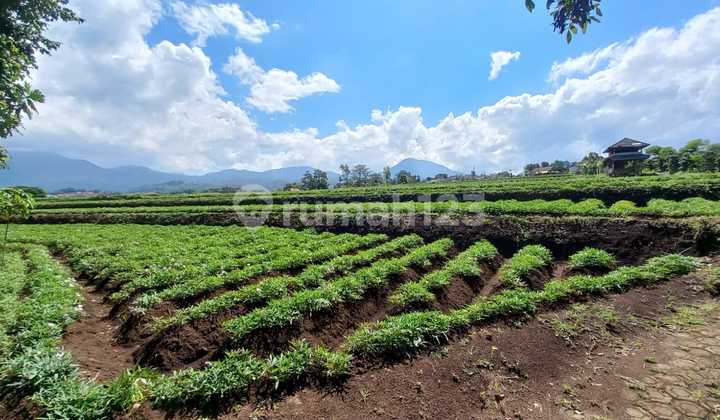 Jual Tanah Datar View Bagus di Pinggir Jalan Tanjungsari Sumedang Jual Tanah Datar View Bagus di Pinggir Jalan Tanjungsari Sumedang