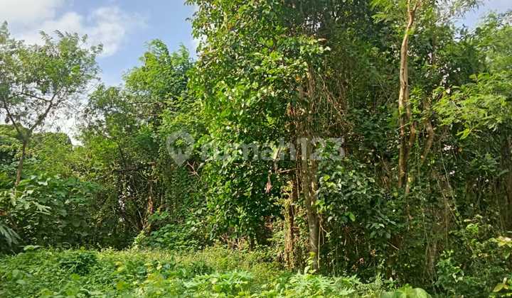 Leasehold Land In Buwit Tabanan Bali. Size 300m2 [3 Are]