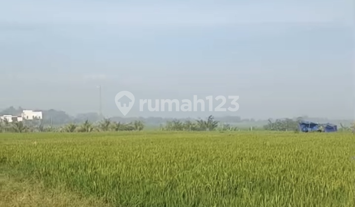 For Sale: Land Near Kelating Beach with Rice Field View, Pink Zone