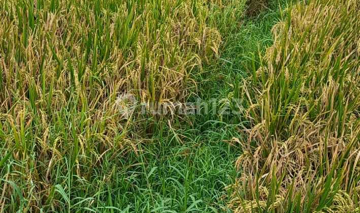 Land for Sale in Kelating Near Kelating Beach Strategic Location