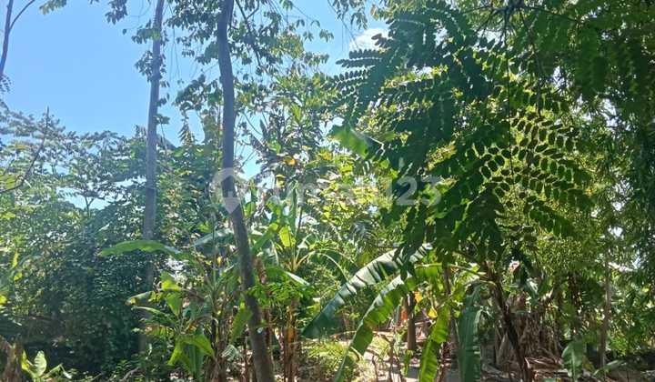 Lease Hold Land In Kerobokan Muding 800 M2