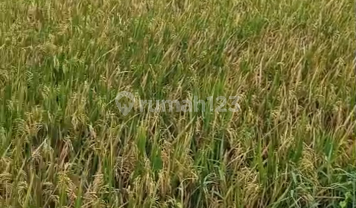 Land for Sale in Kelating Near Kelating Beach Strategic Location