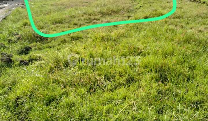 For Rent: 4 Are Land in Umalas, Semer, Kerobokan