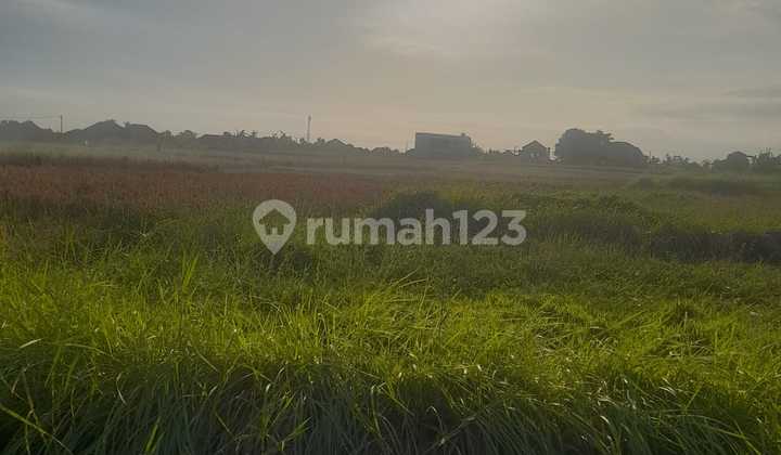 Leasehold Land Kedungu Size 1,100 M2 { 11 Ares } Leasehold Land Kedungu Size 1,100 M2 { 11 Ares }