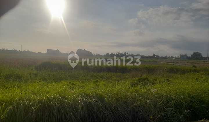 Leasehold Land Kedungu Size 1,100 M2 { 11 Ares } Leasehold Land Kedungu Size 1,100 M2 { 11 Ares }