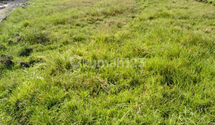 For Rent: 4 Are Land in Umalas, Semer, Kerobokan