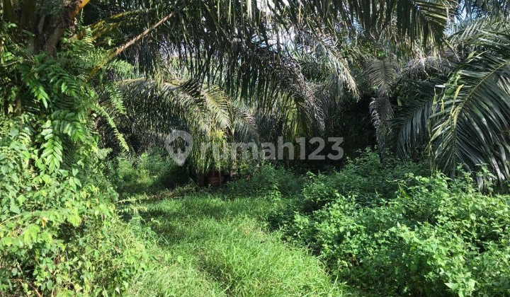 TANAH SHM 4HA PERKEBUNAN SAWIT  120RB/M2, ADA SUMBER MATA AIR SUDAH ROA. BATI BATI BANJARMASIN 1
