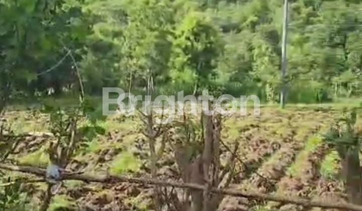 TANAH DI PEMUTERAN – GUNUNG BERATAN SINGARAJA (JALAN TEMBUS KE PANTAI & SUDAH BANYAK VILLA )