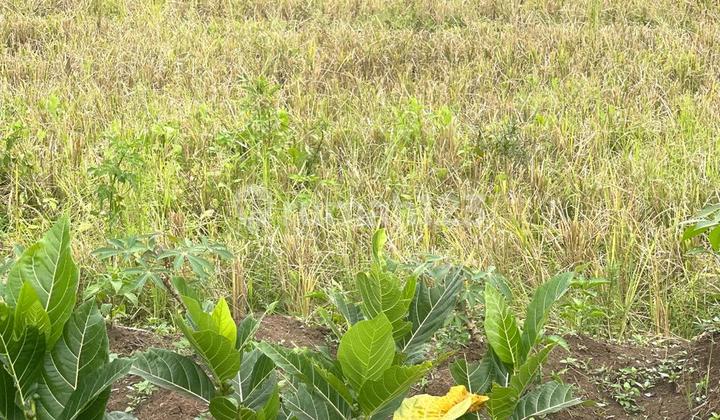 Plot in Pringapus, Semarang Regency 1