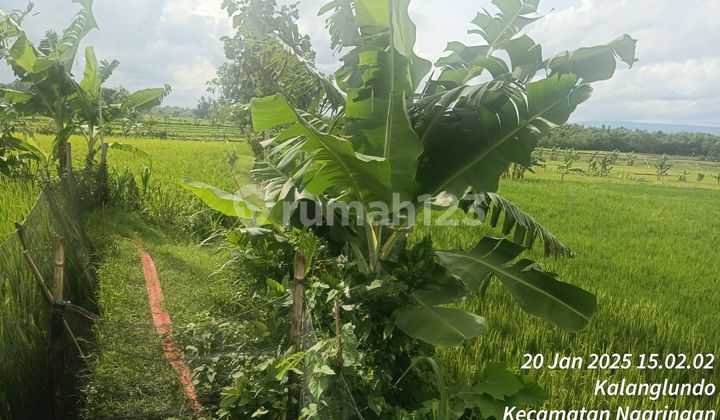 Tanah Dipinggiran Kota Luas Harga Lelang Murah