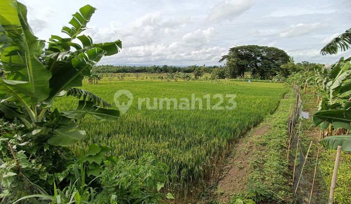 Tanah Dipinggiran Kota Luas Harga Lelang Murah Tanah Dipinggiran Kota Luas Harga Lelang Murah