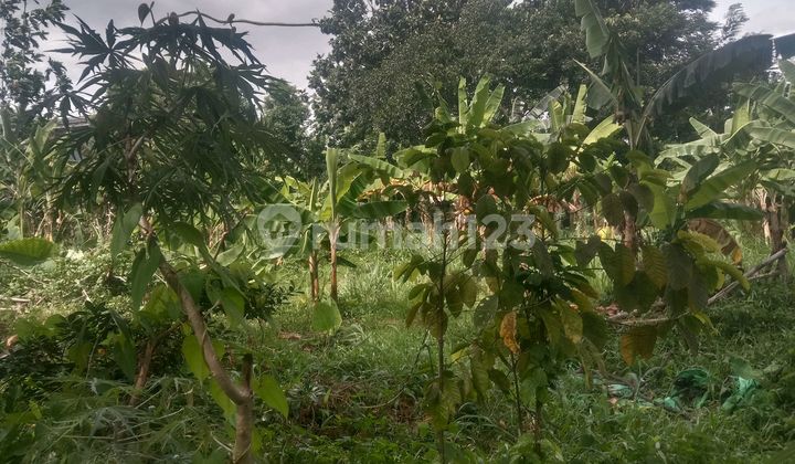 Dijual Tanah Kavling Kujang Beji 5 Menit ke Stasiun Depok dan Universitas Indonesia Dijual Tanah Kavling Kujang Beji 5 Menit ke Stasiun Depok dan Universitas Indonesia