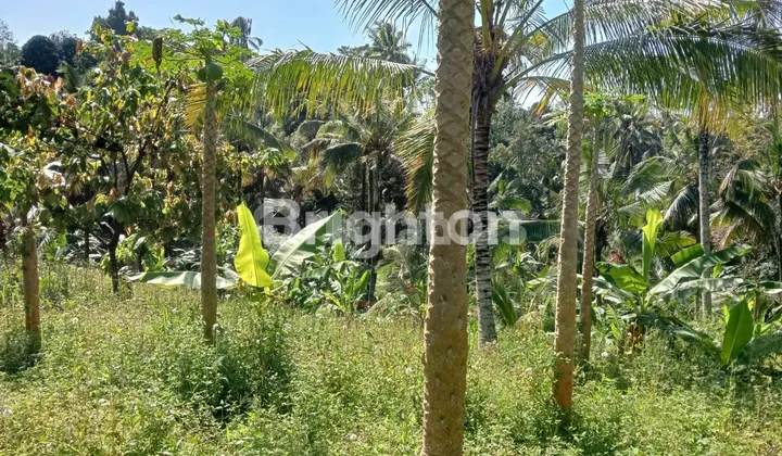 Tanah 1 Hektar MURAH Selemadeg, Akses Jalan Aspal Tanah 1 Hektar MURAH Selemadeg, Akses Jalan Aspal