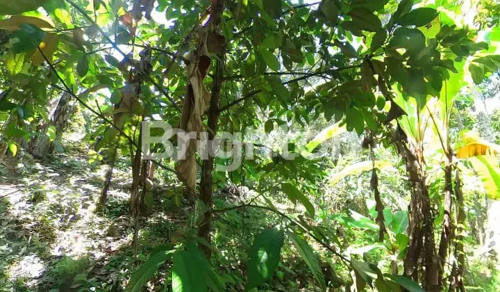 TANAH INVESTASI 9.500 M² DI SELEMADEG TABANAN DENGAN KONTUR DATAR DAN AKSES ASPAL TANAH INVESTASI 9.500 M² DI SELEMADEG TABANAN DENGAN KONTUR DATAR DAN AKSES ASPAL