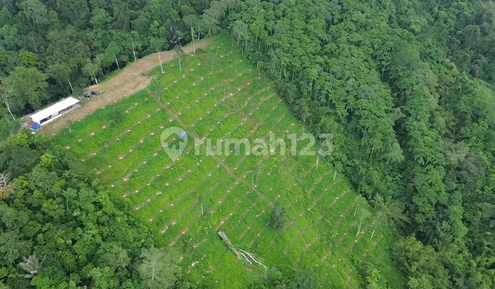 Premium Durian Orchard Land Plot in Penebel Area, Tabanan (Bonus: 10 Durians and Free Maintenance) Premium Durian Orchard Land Plot in Penebel Area, Tabanan (Bonus: 10 Durians and Free Maintenance)
