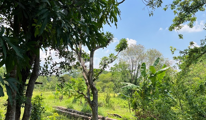 For Sale Garden Land ~ Sumber ~ Cirebon