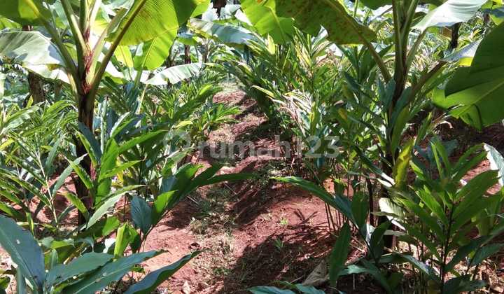 Dijual Tanah Di Desa Cangkring Banjaran Sudah Ada Tanaman Jati ,duren,kapulaga,alpukat Banjaran Kabupaten Bandung Dijual Tanah Di Desa Cangkring Banjaran Sudah Ada Tanaman Jati ,duren,kapulaga,alpukat Banjaran Kabupaten Bandung