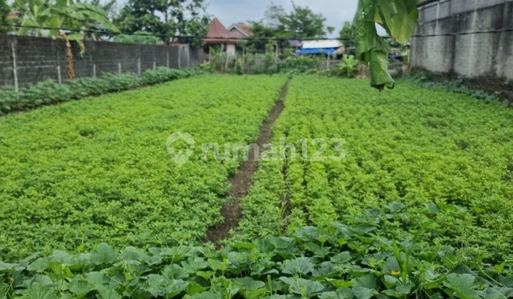 Strategic Land Near UGM Facilities, Ull, Damai Street, Ngaglik, Sleman. Strategic Land Near UGM Facilities, Ull, Damai Street, Ngaglik, Sleman.