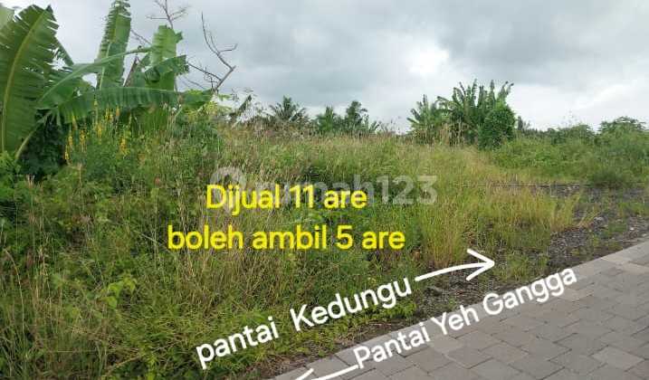 Tanah Dijual dan Dikontrakkan Dekat Pantai Kedungu Tabanan Bali Tanah Dijual dan Dikontrakkan Dekat Pantai Kedungu Tabanan Bali