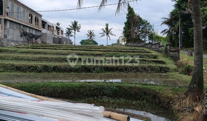 My hand found dogs while clearing the land... My hand found dogs while clearing the land...