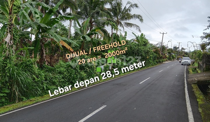 Land for Sale Near Batukaru Temple and Jatiluwih, Tabanan Bali